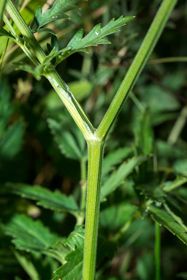 Pimpinella major / Pimpinella maggiore